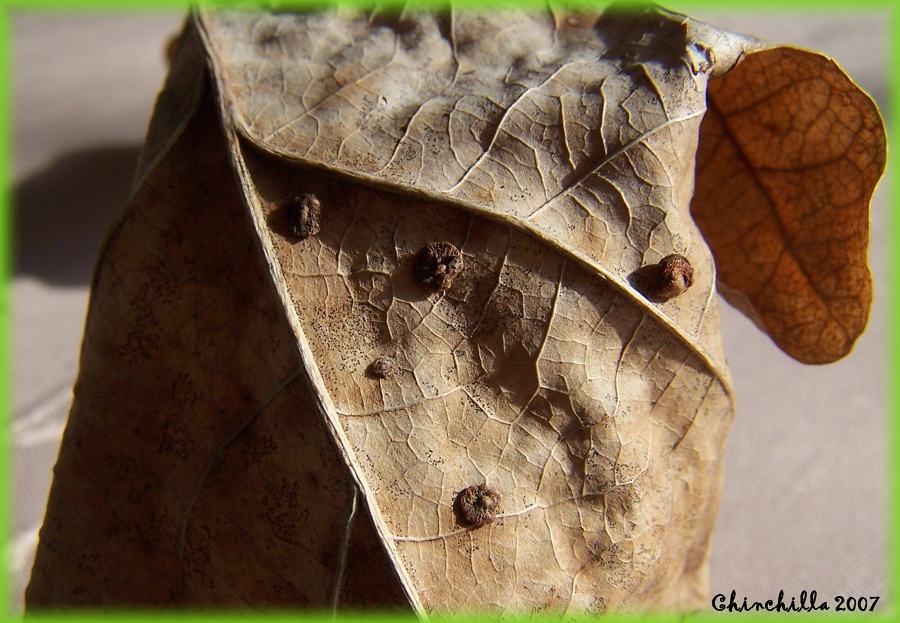Neuroterus quercusbaccarum 